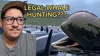 The Grind is legal whale hunting: Is it ethical?