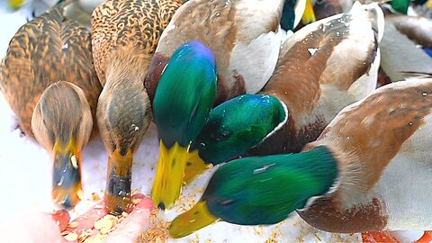 Hungry Arctic Mallard Duck Hand Feeding Sessions Can Get a Bit Crowded