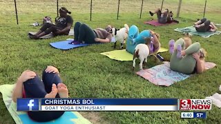 Goat yoga comes to the metro