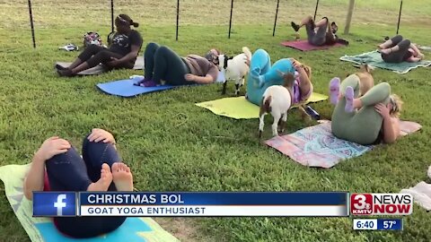 Goat yoga comes to the metro