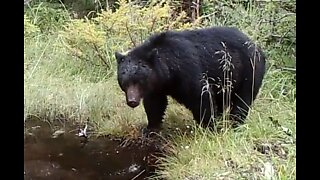 Bear Bath, August 9-13