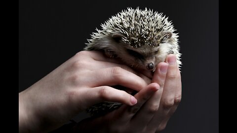 Cute little Hedgehogs Compilation! So Cute!