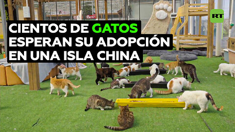 Cientos de gatos callejeros esperan ser adoptados en la ‘Isla de los gatos’ de Shanghái