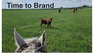 BRANDING Preparations | Cattle Branding | Odd Ranch Jobs | Hashknife Ranch