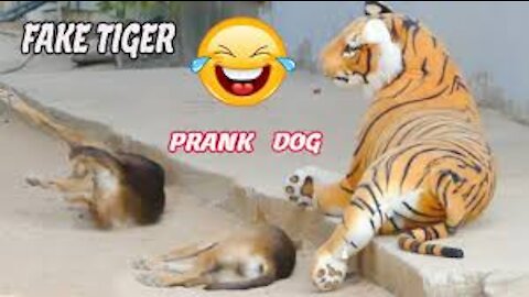 Wow!!! Tiger Prank Dog