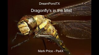 DreamPondTX/Mark Price - Dragonfly's In The Mist (OASYS at the Pond)