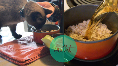 Cat eyes my oatmeal | Breakfast with Bean Dip vlog