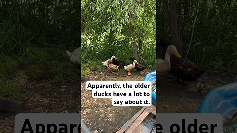 Our ducks have a LOT to say about their new roomies #shorts #animals