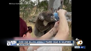 More than 1 billion animals feared dead in Australia fires