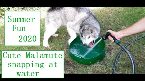 Cute dog snapping at water coming out of a hose