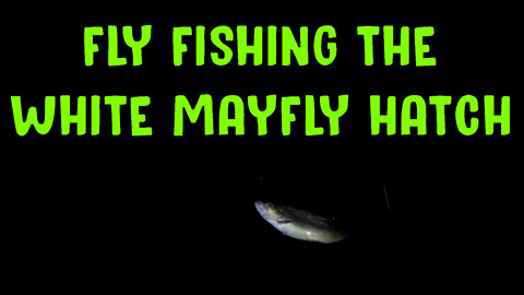 Fly Fishing The White Mayfly Hatch
