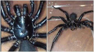 Jovem encontra uma das aranhas mais mortíferas da Austrália