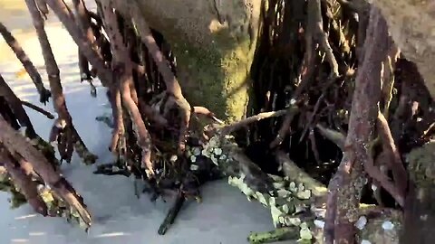 Shell Tree and the Living Driftwood Throne