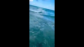 Officer pulls boy from close encounter with a shark