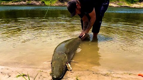 Tagging alligator gar 🦖