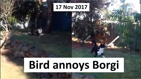 17 Nov 2017 - Bird annoying Titch the Borgi