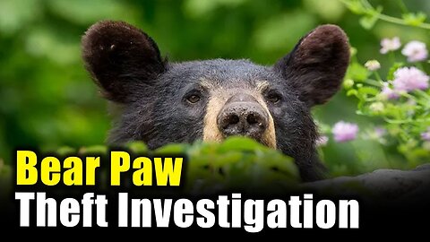 Bear's Paws Cut Off After Tragic Accident 🐻 🐻‍❄ 🧸