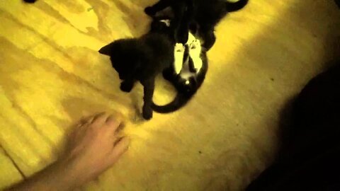 Four Week Old Kittens Playing On Wobbly Legs So Cute