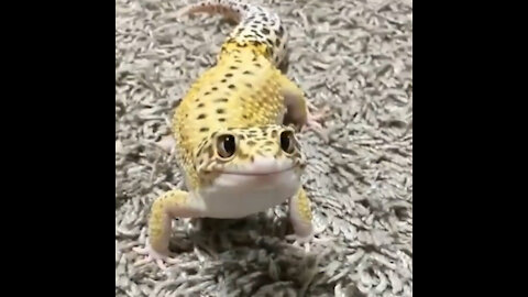 cute leopard gecko is waiting for its food