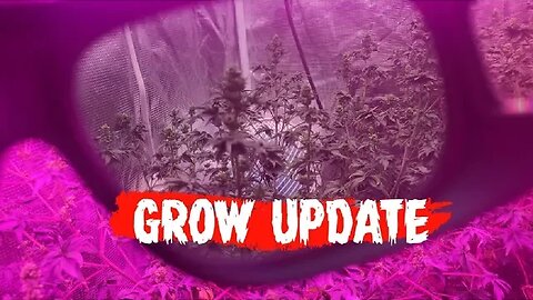 Grow Update - Kush Mint - Drunken Bastard