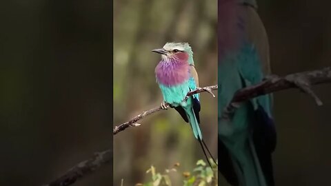 Amazing animals, cute sounds / bird