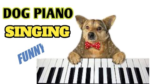 Dog piano singing funny Moments_fundog