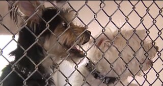 EXCLUSIVE: First look inside troubled Nevada SPCA kennels