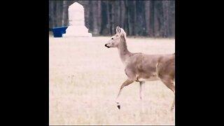 Deer at the battlefield