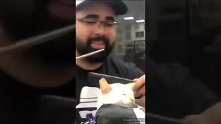 CAT ENJOYS HAIRCUT