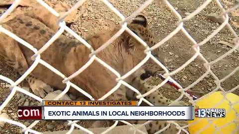 Cashing in on exotic cubs: Unlicensed animal business owner arrested