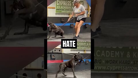 TRIGGER WARNING Lets STOP Animal Cruelty #canecorso #shorts #dog