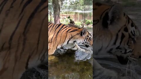 Good Morning - VOLUME UP to here an awesome tiger chuff! Jasmine Tiger and her pool.