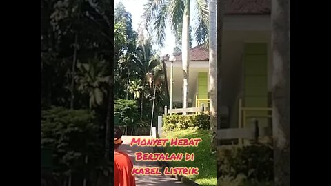 Reaksi Spontan Lihat Monyet Jalan Di atas kabel listrik