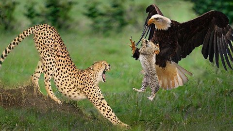 Big Mistake Eagle Provoked Baby Leopard And The Unexpected | Mother Leopard Fail To Save Her Baby"