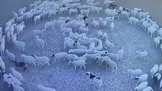 Mistério: rebanho de ovelhas anda em círculos por 12 dias seguidos