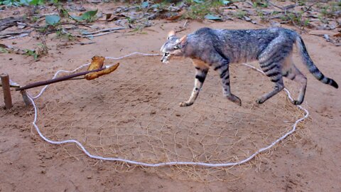 Wild cat trap using nets- tradiTional wild cat trap 100% successful