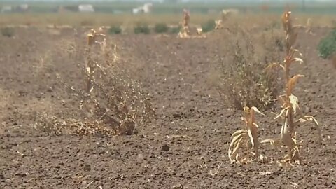 Rewilding California farms - grants going out to repurpose drought-parched Central Valley land