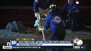 Dog rescued after falling into sinkhole