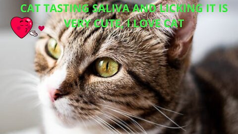 CAT TASTE SALIVA AND LICKING IT IS VERY BEAUTIFUL, I LOVE THE CAT