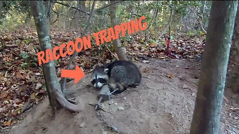 Raccoon Trapping!