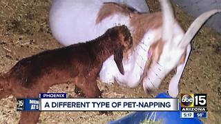 Family desperate to find goat stolen from front yard