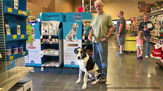 The Difference Between a Harlequin Great Dane and Dalmation