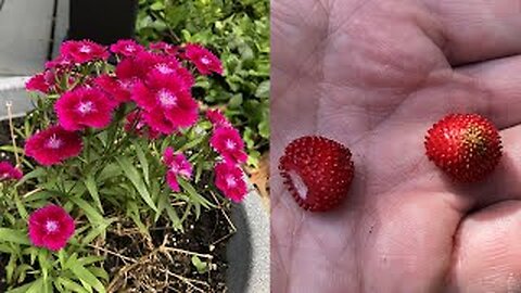 May 29, 2020 - Early Summer Surprises in the Yard