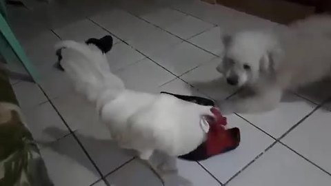 Puppy Can’t Make Up His Mind About His Friend Chicken