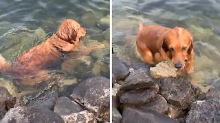 Golden Retriever Obsessed With Collecting Rocks From Lake Bottom
