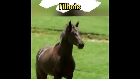 Cavalo Matando Filhote! #shorts