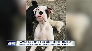 Family wants justice after dog was killed at a doggy daycare