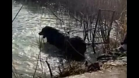Rottweiler first swim this year with Snake hunt day three, Live stream walk around the Pond
