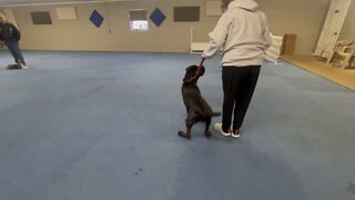 Queen Sophia Kay of the South AKC more sit stay circle lesson day 5