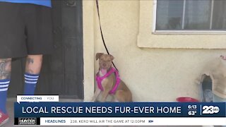 Bakersfield pup suffering from animal abuse needs fur-ever home